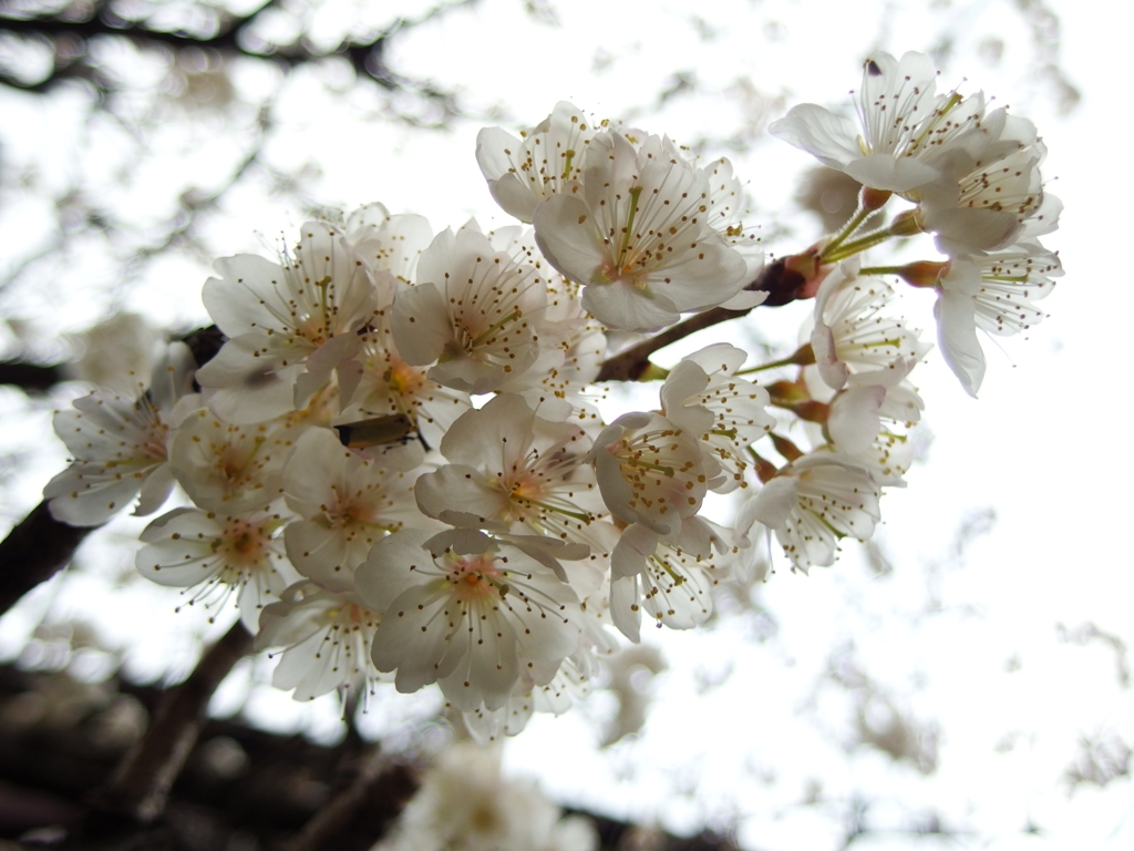 桜桃花の宴...02