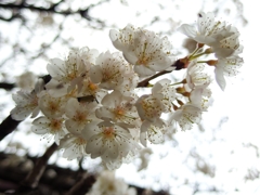 桜桃花の宴...02