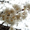 桜桃花の宴...02