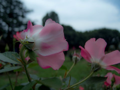 代々木公園の花畑...02