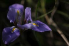 百草園に咲く寒咲アヤメ