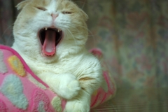 gooooood night...01