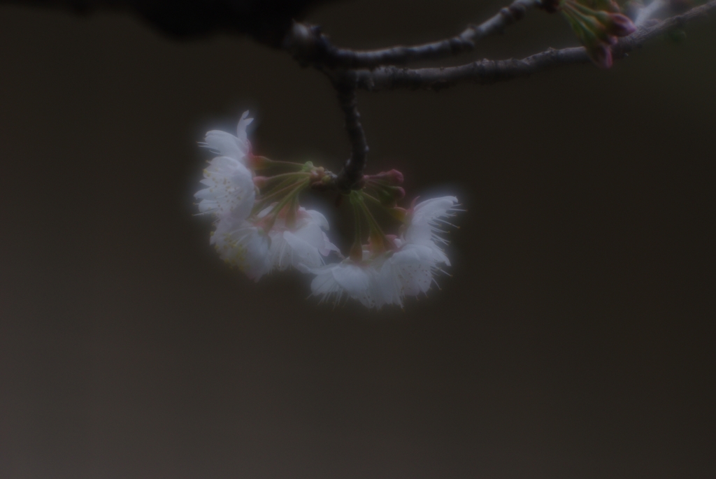 桜桃(サクランボ)の花満開...01