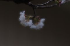 桜桃(サクランボ)の花満開...01