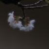 桜桃(サクランボ)の花満開...01