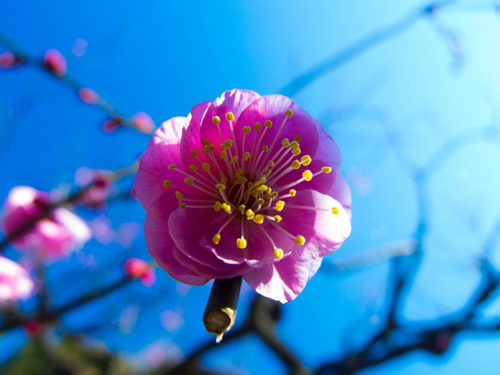 梅の花は青空によく似合う...02