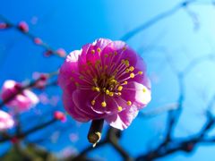 梅の花は青空によく似合う...02