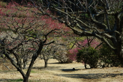 紅梅白梅ほころぶ...01