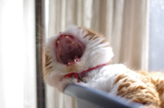 あくび....（＝ΦωΦ＝）06