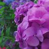 アジサイらしい紫陽花...02