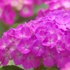 紫陽花　0617-01