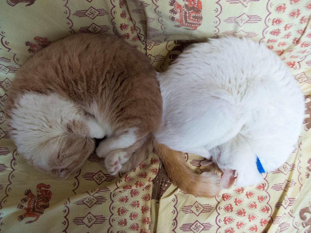 おしりあい...（＝ΦωΦ＝）