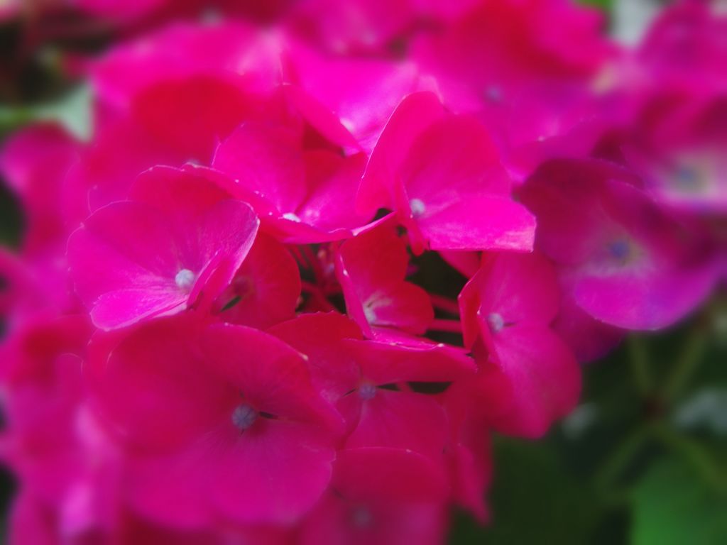 真っ赤な紫陽花