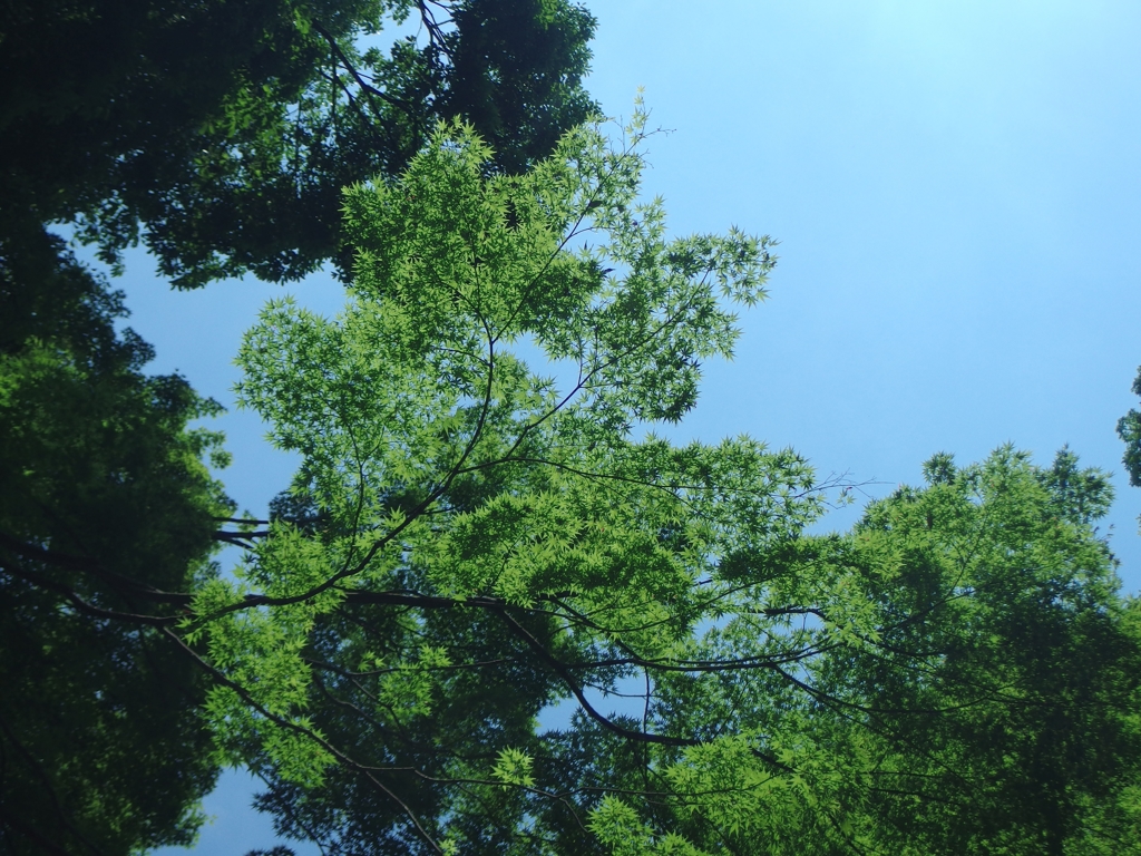 明治神宮参道の深緑