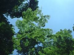 明治神宮参道の深緑