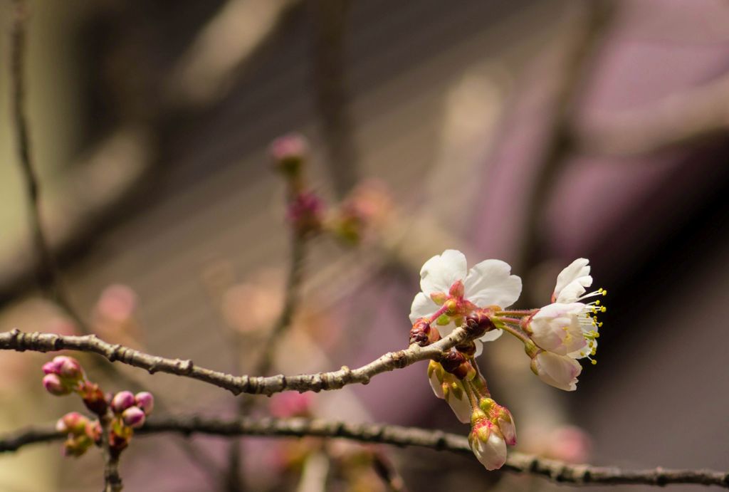 サクランボの花がちらほらと...