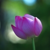 蓮華02