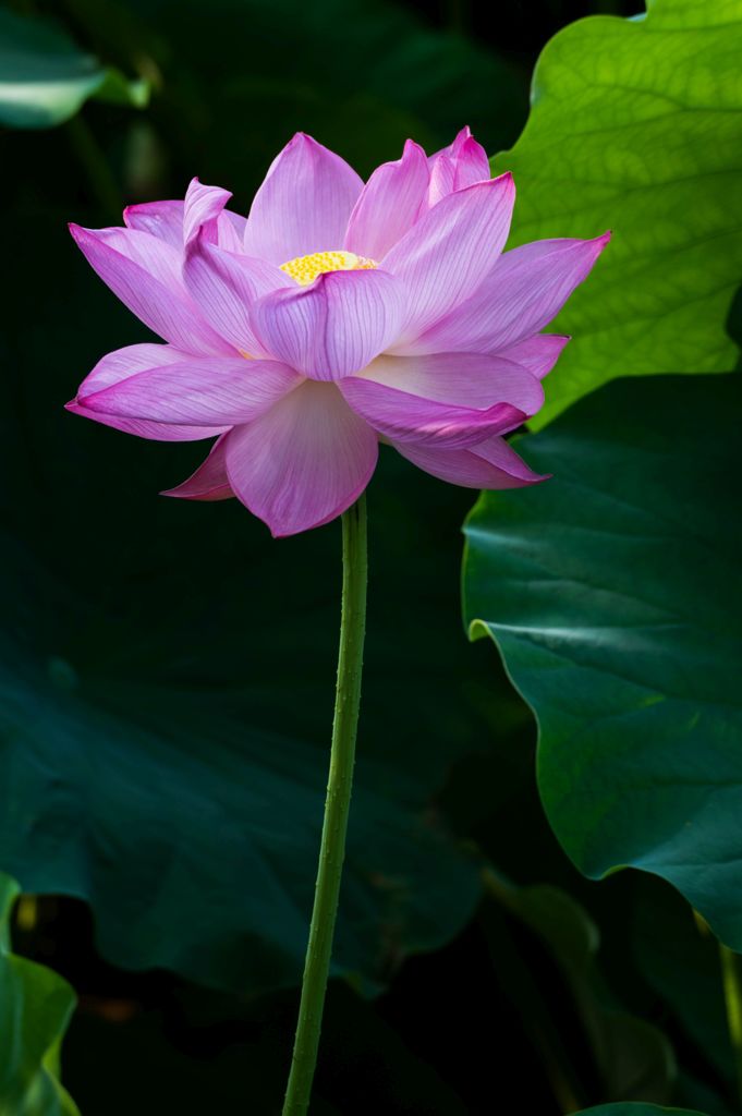 蓮華百態 4
