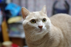 あれは一体なに？...(=^・^=)