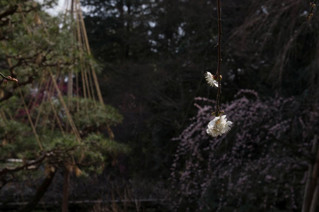 百草園の枝垂れ白梅
