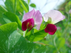 初めて見た花、可愛い花...02