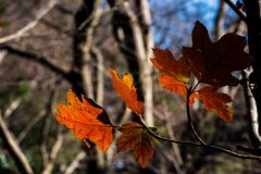 禅寺の雑木林...04