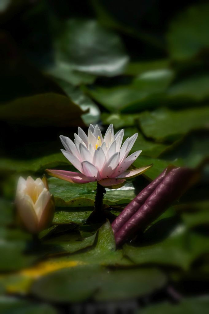 蓮華 5
