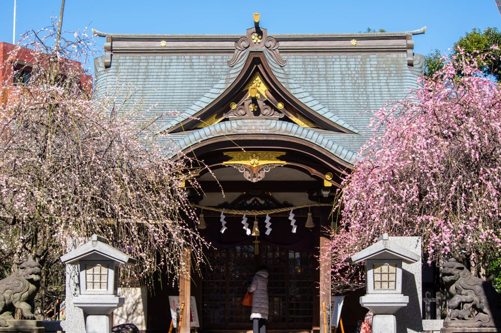 牛天神北野神社の枝垂れ梅...01