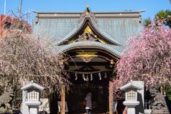 牛天神北野神社の枝垂れ梅...01