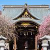 牛天神北野神社の枝垂れ梅...01