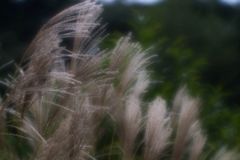 たかがススキ、されどススキ...(#^^#)