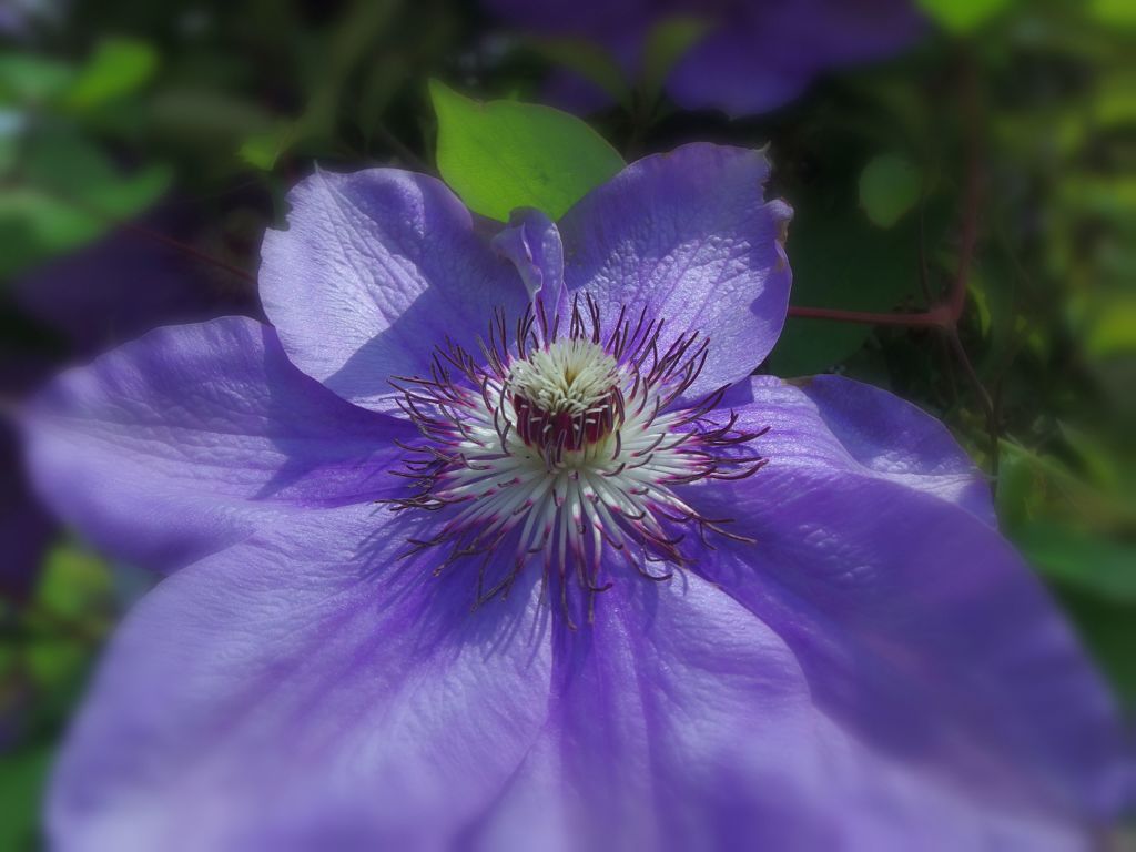 街で見かけた素敵な花..01