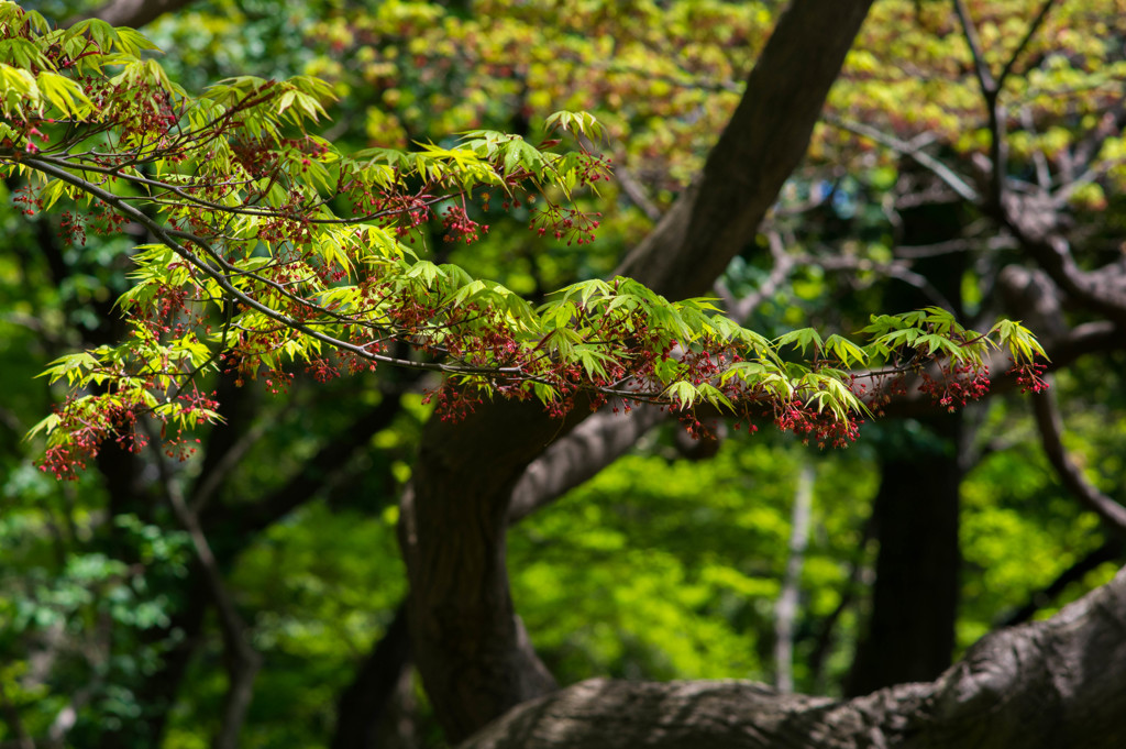 槭(かえで)の花 3