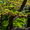 槭(かえで)の花 3