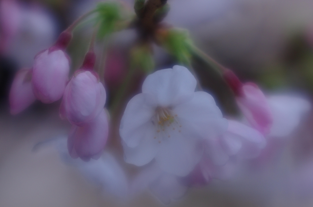 サクラ　もうそろそろ....05