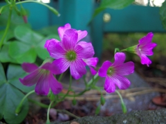 路地に咲く花