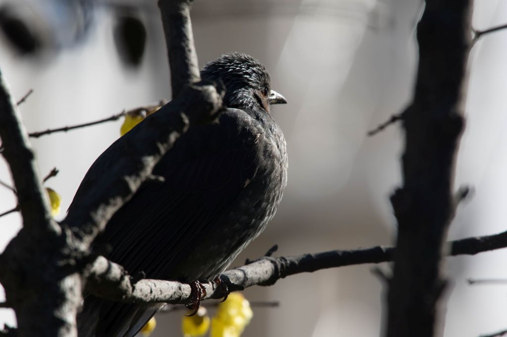 ロウバイの花を食べるヒヨドリ...