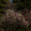 小石川植物園のウメ林に魅せられて...01