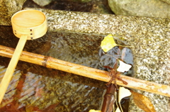 水辺の落ち葉