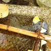 水辺の落ち葉