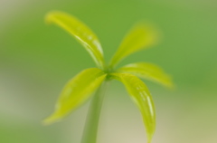 芽生え