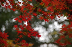 下鴨神社