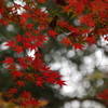 下鴨神社