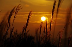 曽爾高原の夕焼け