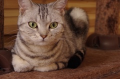 猫カフェにて