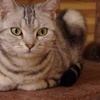 猫カフェにて