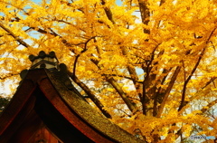 紅葉１