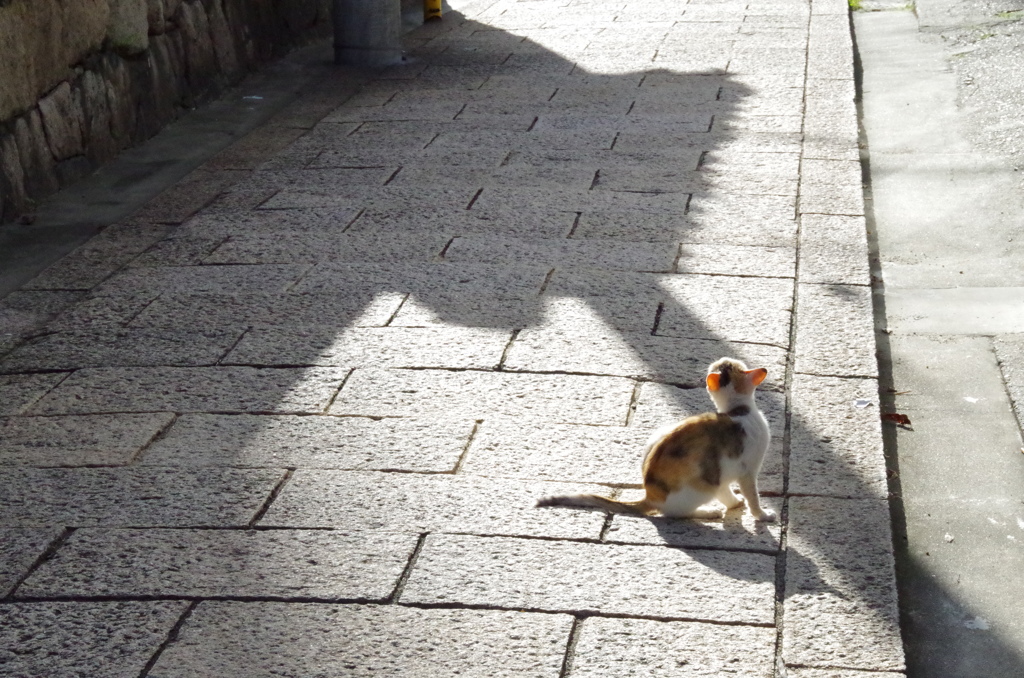 猫の道