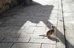 猫の道
