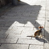 猫の道